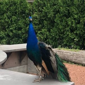 Meet your Posher, Mava